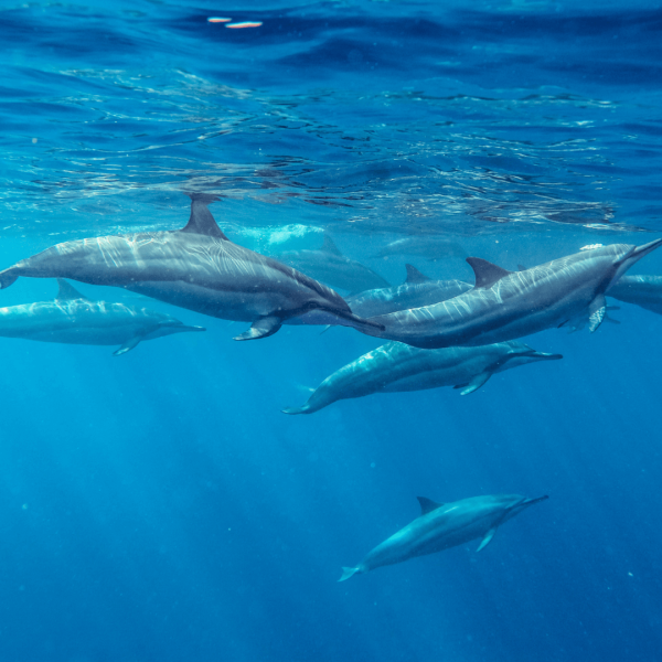 Swim with Dolphins | 4 hours | Transport + Ticket + Breakfast