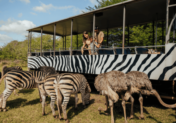 Safari Truck Tour- Casela Nature Parks