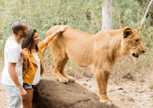 Walk with Lions- Casela Nature Parks