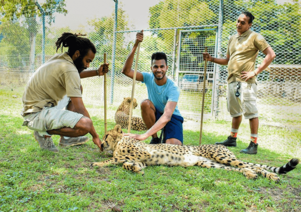 Interaction with cheetah- Casela Nature Parks