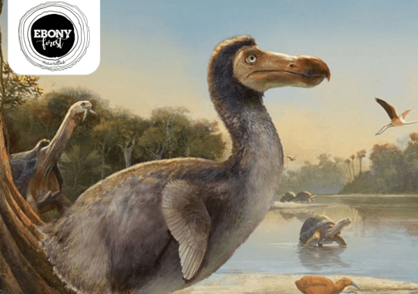 Love tree- Ebony Forest Reserve, Chamarel