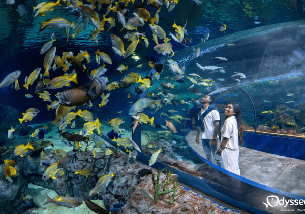 Admission Fee- Odysseo Oceanarium Mauritius