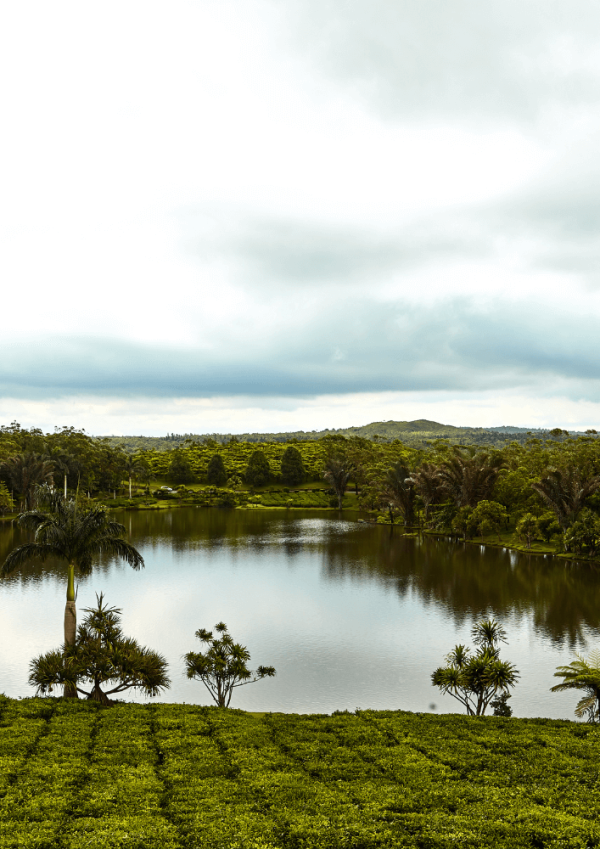 Tea Route | 8 hours | Transport + Ticket + Lunch